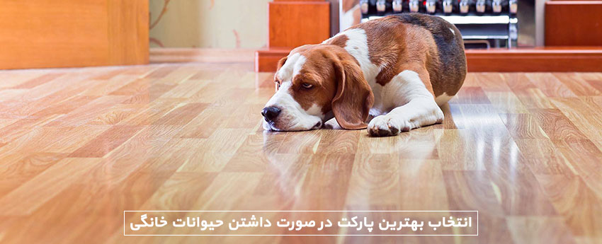 انتخاب بهترین پارکت در صورت داشتن حیوانات خانگی