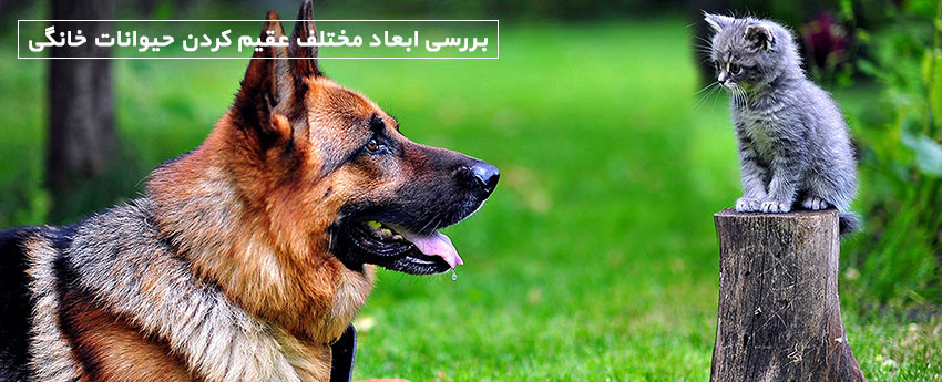 بررسی ابعاد مختلف عقیم کردن حیوانات خانگی