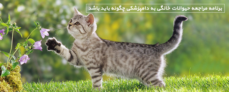 برنامه مراجعه حیوانات خانگی به دامپزشکی چگونه باید باشد