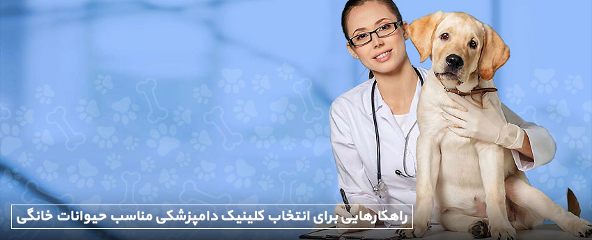 راهکارهایی برای انتخاب کلینیک دامپزشکی مناسب حیوانات خانگی