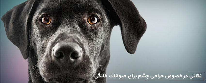 نکاتی در خصوص جراحی چشم برای حیوانات خانگی