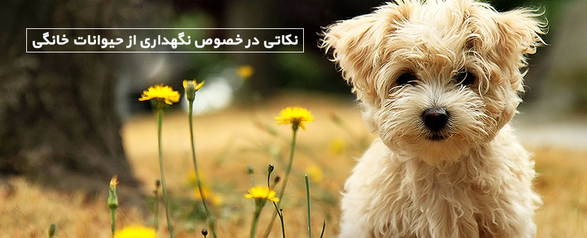 نکاتی در خصوص نگهداری از حیوانات خانگی