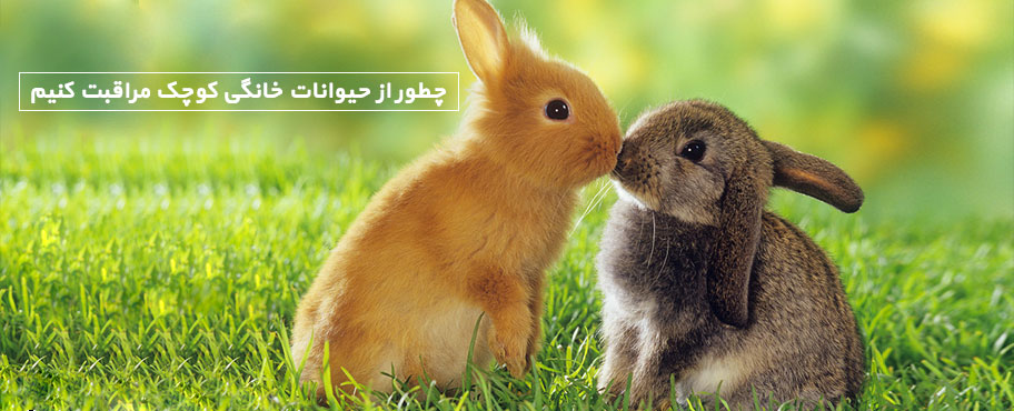 چطور از حیوانات خانگی کوچک مراقبت کنیم