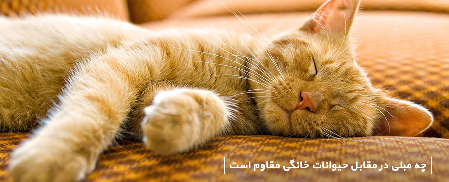 چه مبلی در مقابل حیوانات خانگی مقاوم است